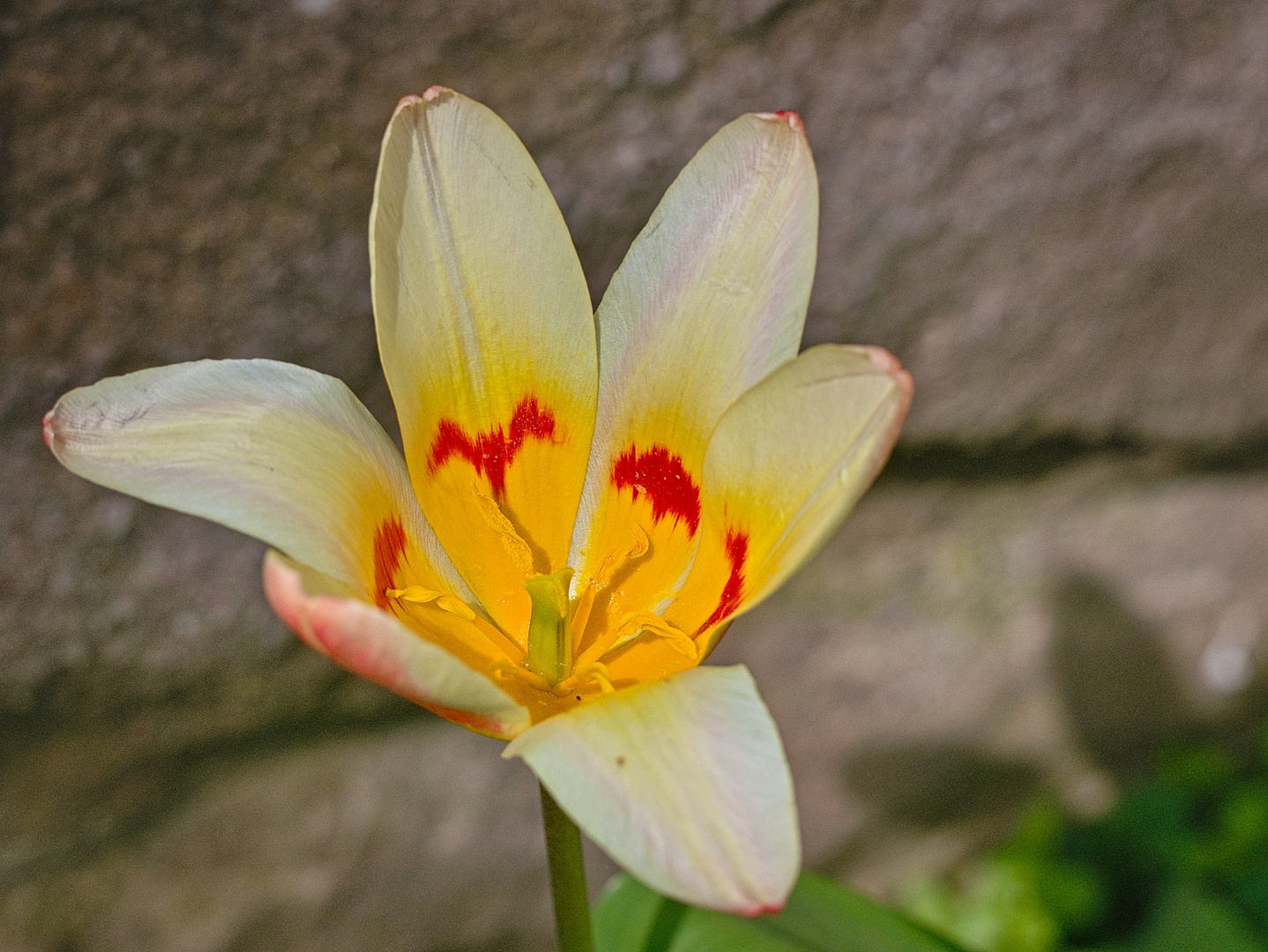 Blumen in der Rheinhessen-Fachklinik