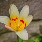 Blumen in der Rheinhessen-Fachklinik