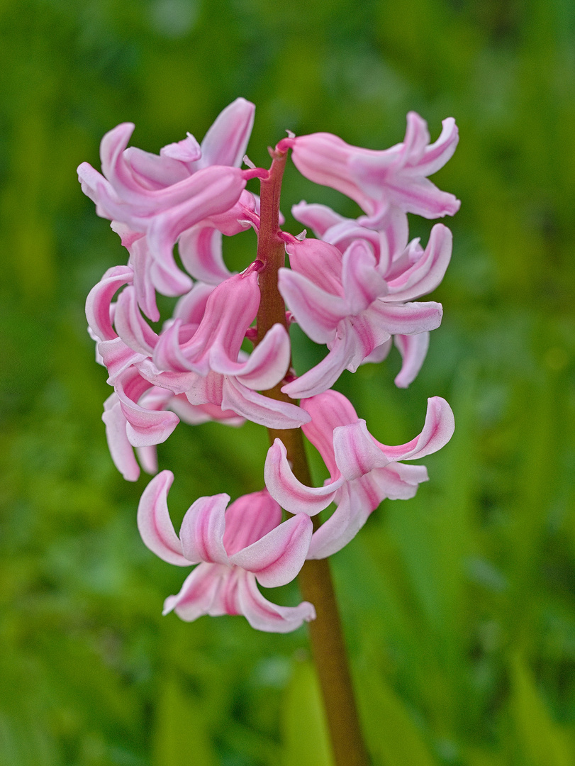 Blumen in der Rheinhessen-Fachklinik