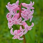 Blumen in der Rheinhessen-Fachklinik