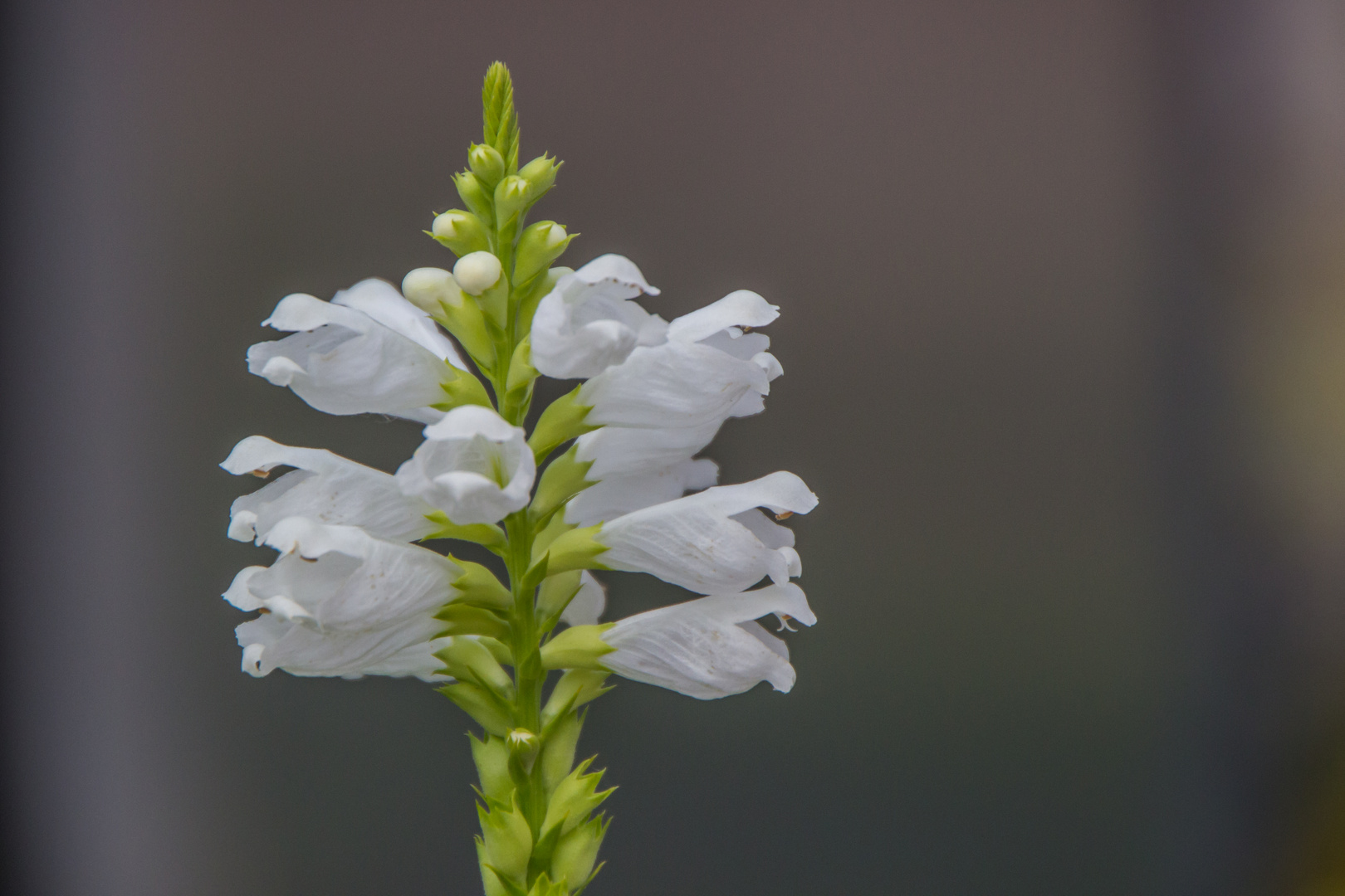 Blumen in der Rheinhessen-Fachklinik