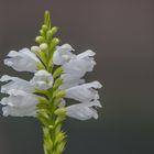 Blumen in der Rheinhessen-Fachklinik