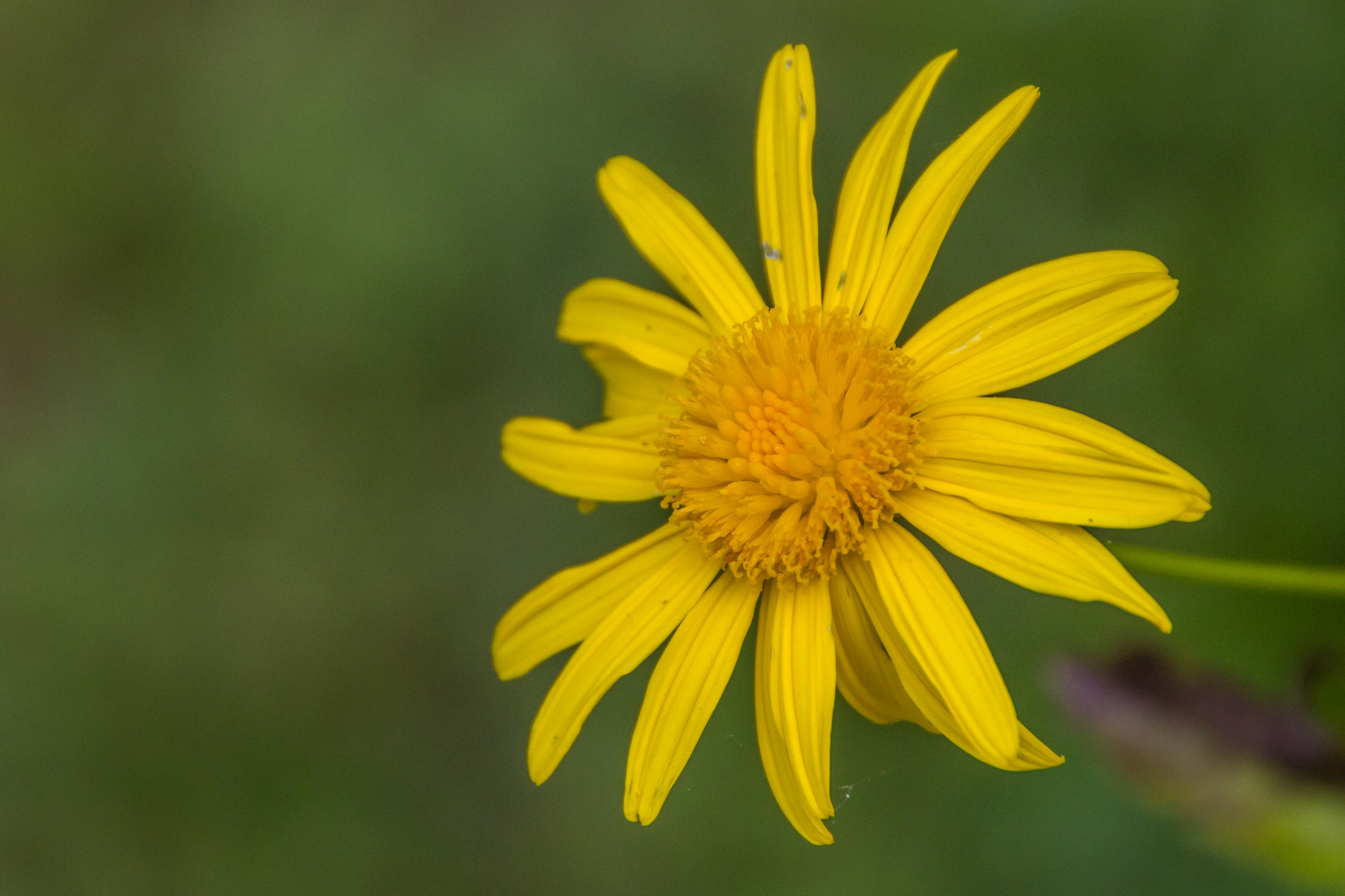 Blumen in der Rheinhessen-Fachklinik