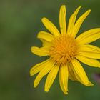 Blumen in der Rheinhessen-Fachklinik