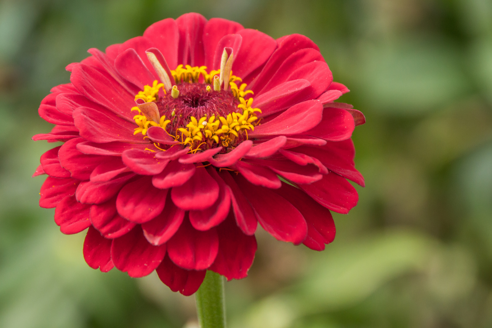 Blumen in der Rheinhessen-Fachklinik