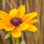 Blumen in der Rheinhessen-Fachklinik