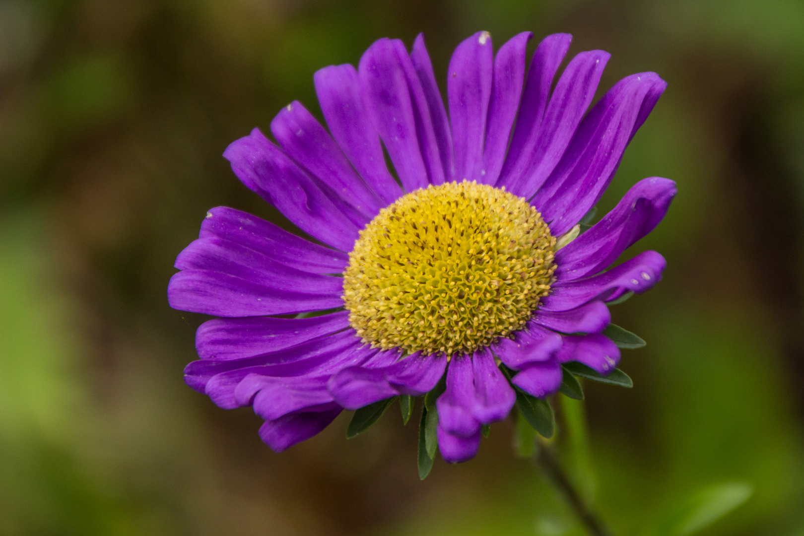 Blumen in der Rheinhessen-Fachklinik