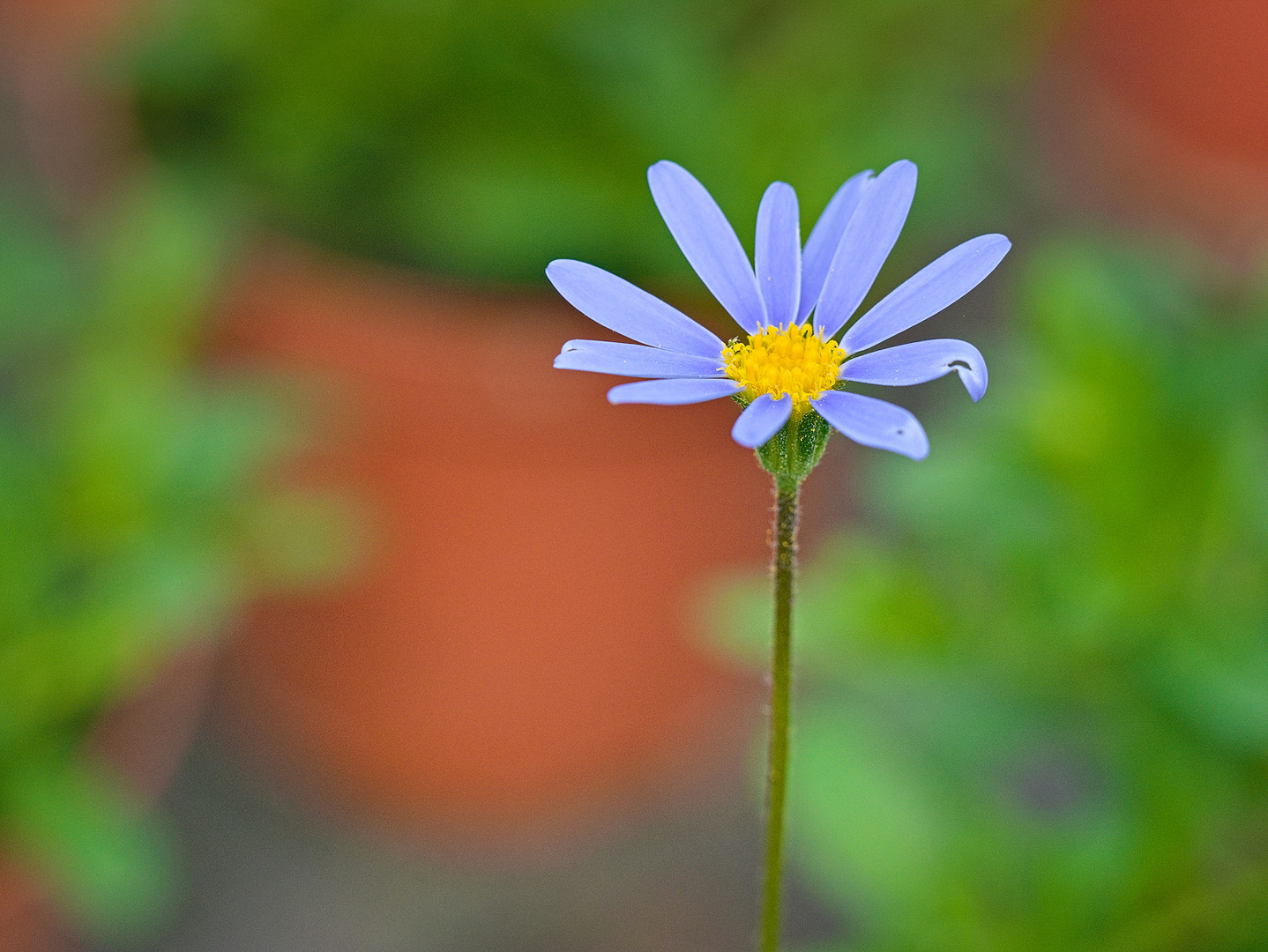 Blumen in der Rheinhessen-Fachklinik