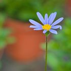 Blumen in der Rheinhessen-Fachklinik