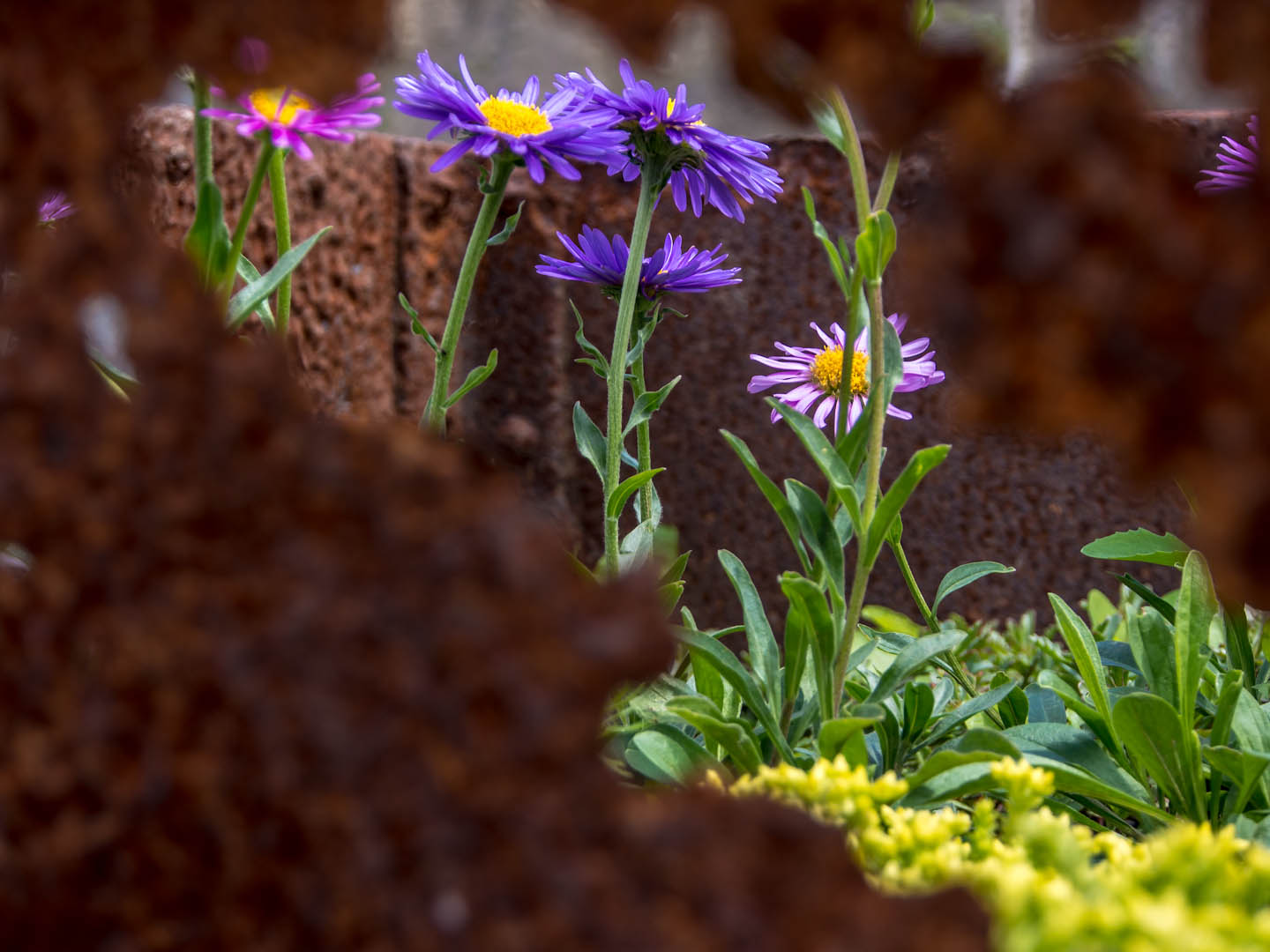 Blumen in der rostigen Box