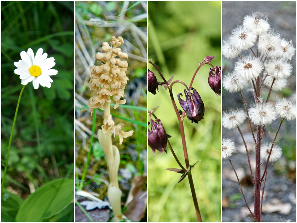 Blumen in der Ruinaulta 1