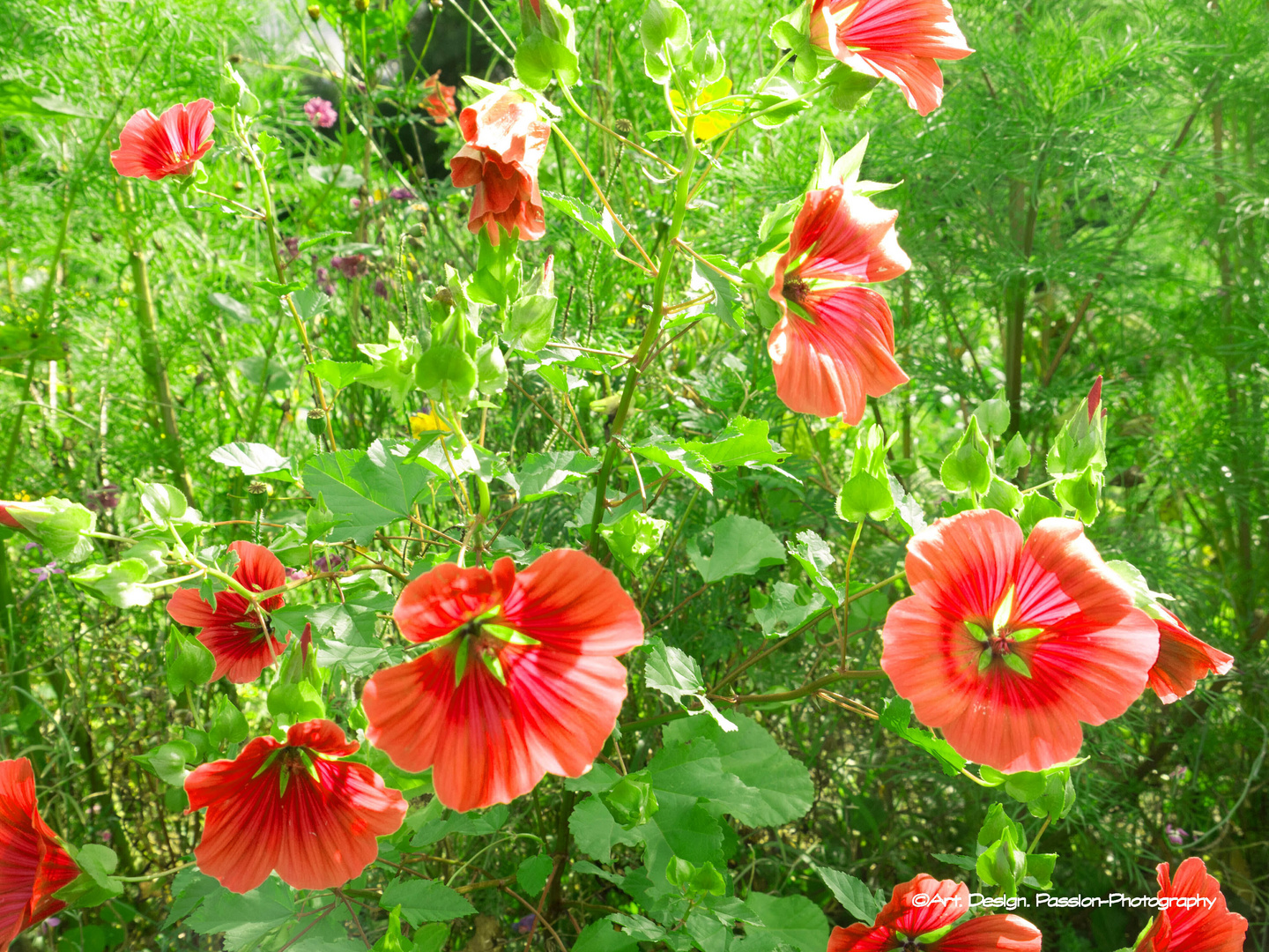 Blumen in der Schrebergartensiedlung