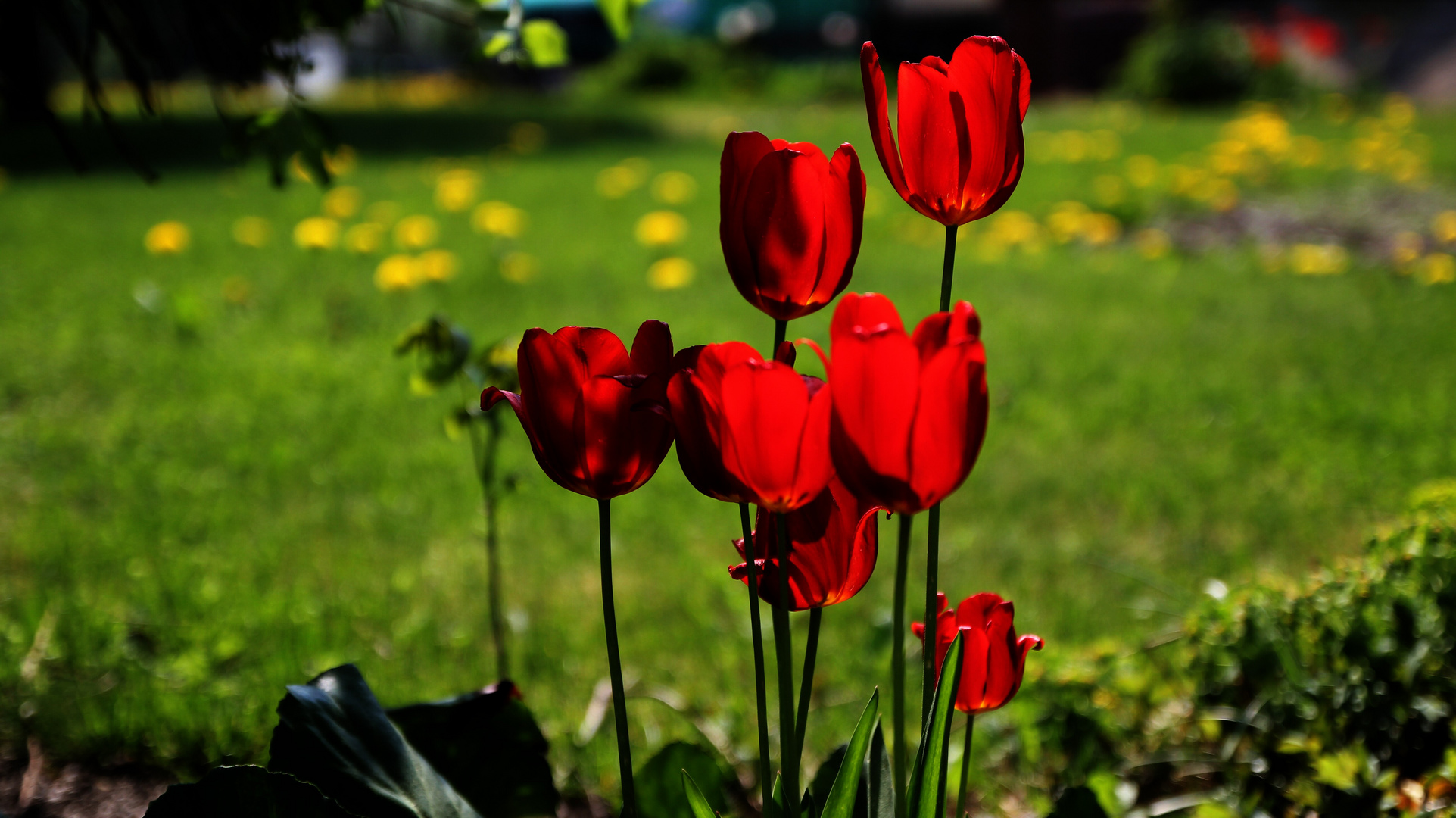 Blumen in der Sonne