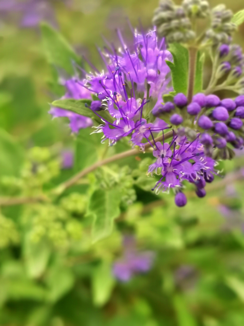 Blumen in der Stadt