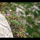 Blumen in der Tramuntana