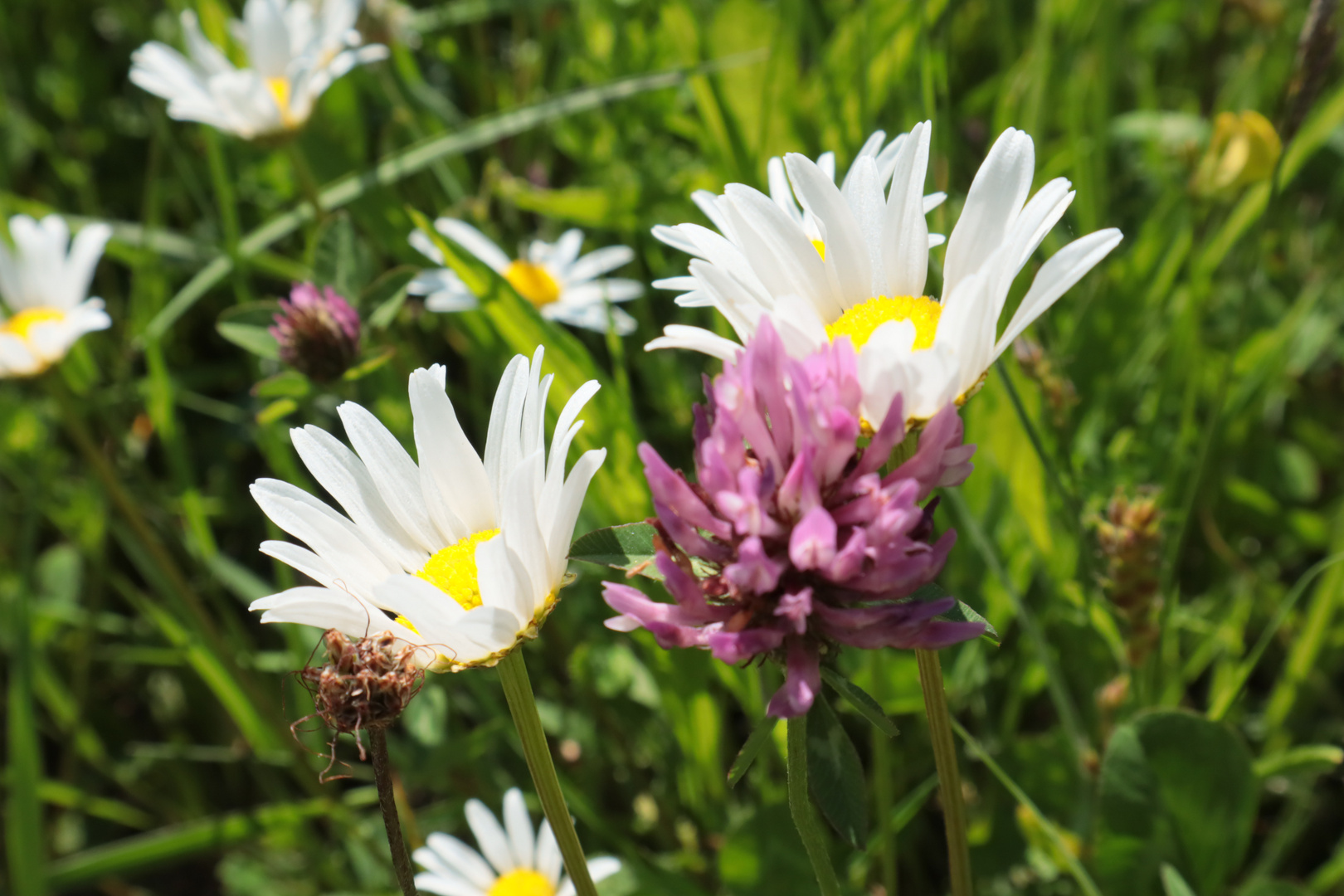 Blumen in der Wiese