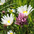 Blumen in der Wiese