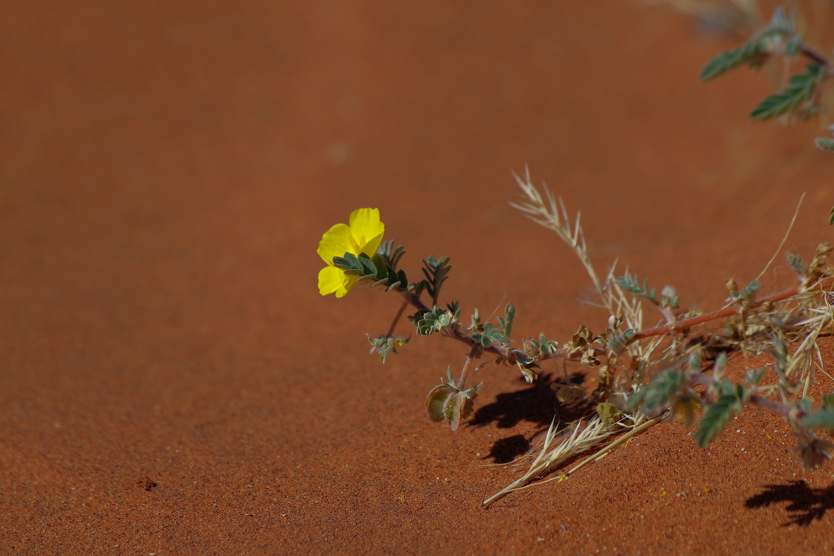 Blumen in der Wüste