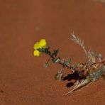 Blumen in der Wüste