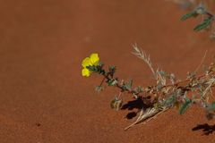 Blumen in der Wüste