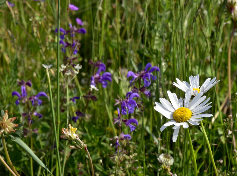 Blumen in dere Magerwiese