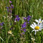 Blumen in dere Magerwiese