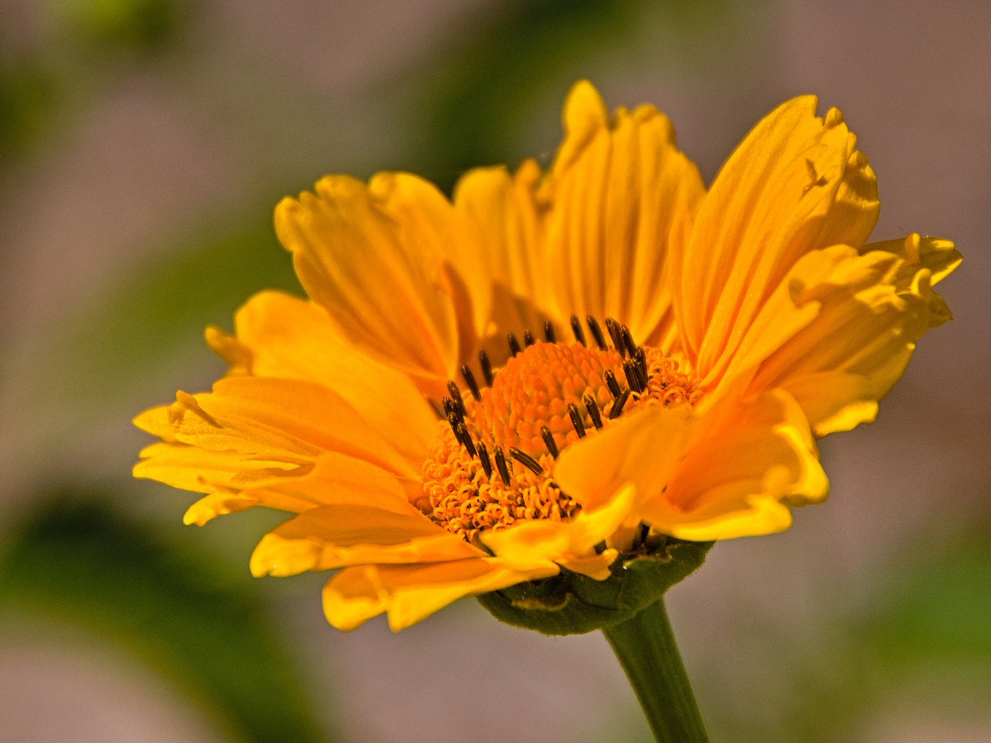 Blumen in einem schönen Garten im Hochsommer