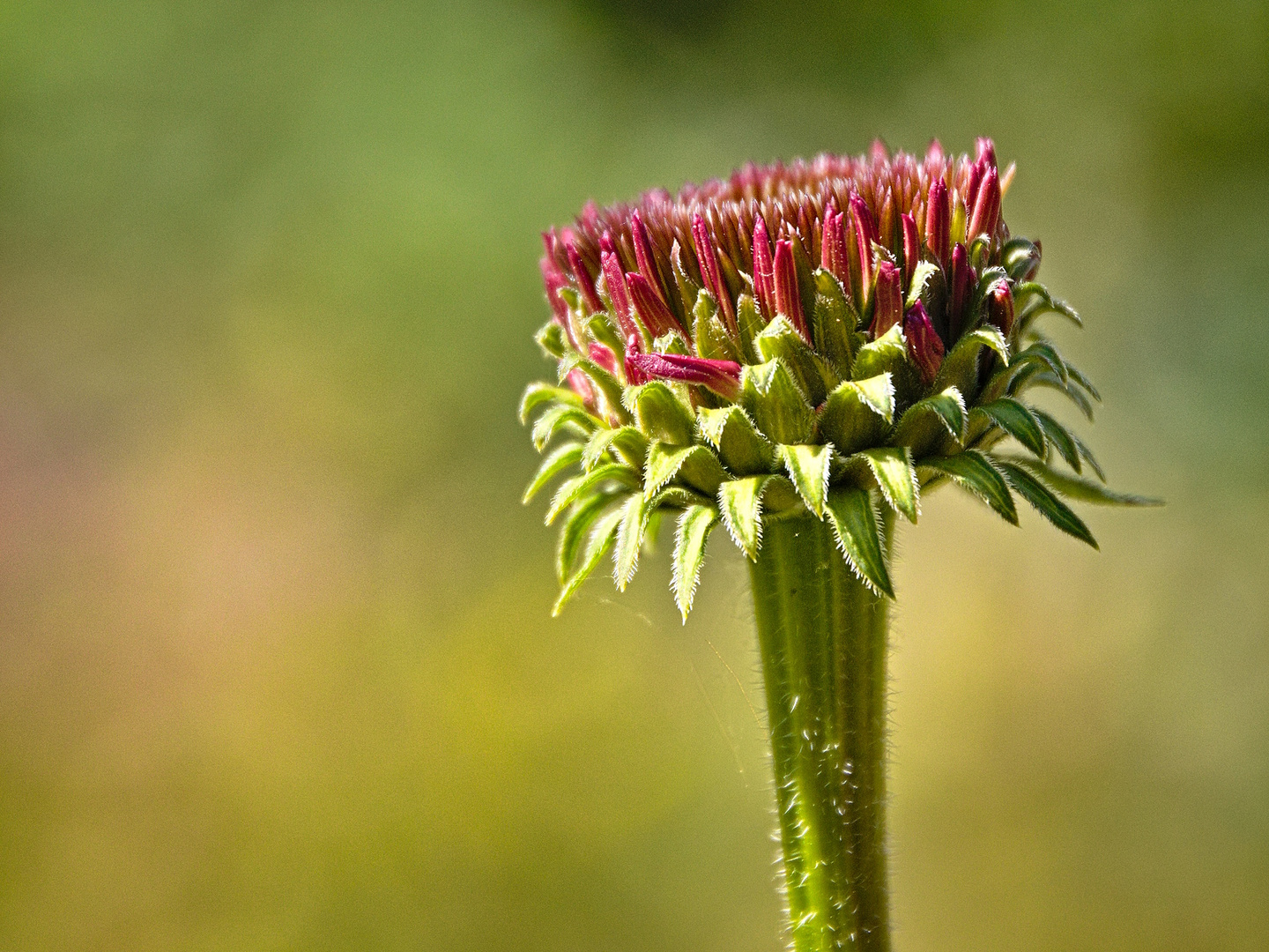 Blumen in einem schönen Garten im Hochsommer