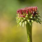 Blumen in einem schönen Garten im Hochsommer