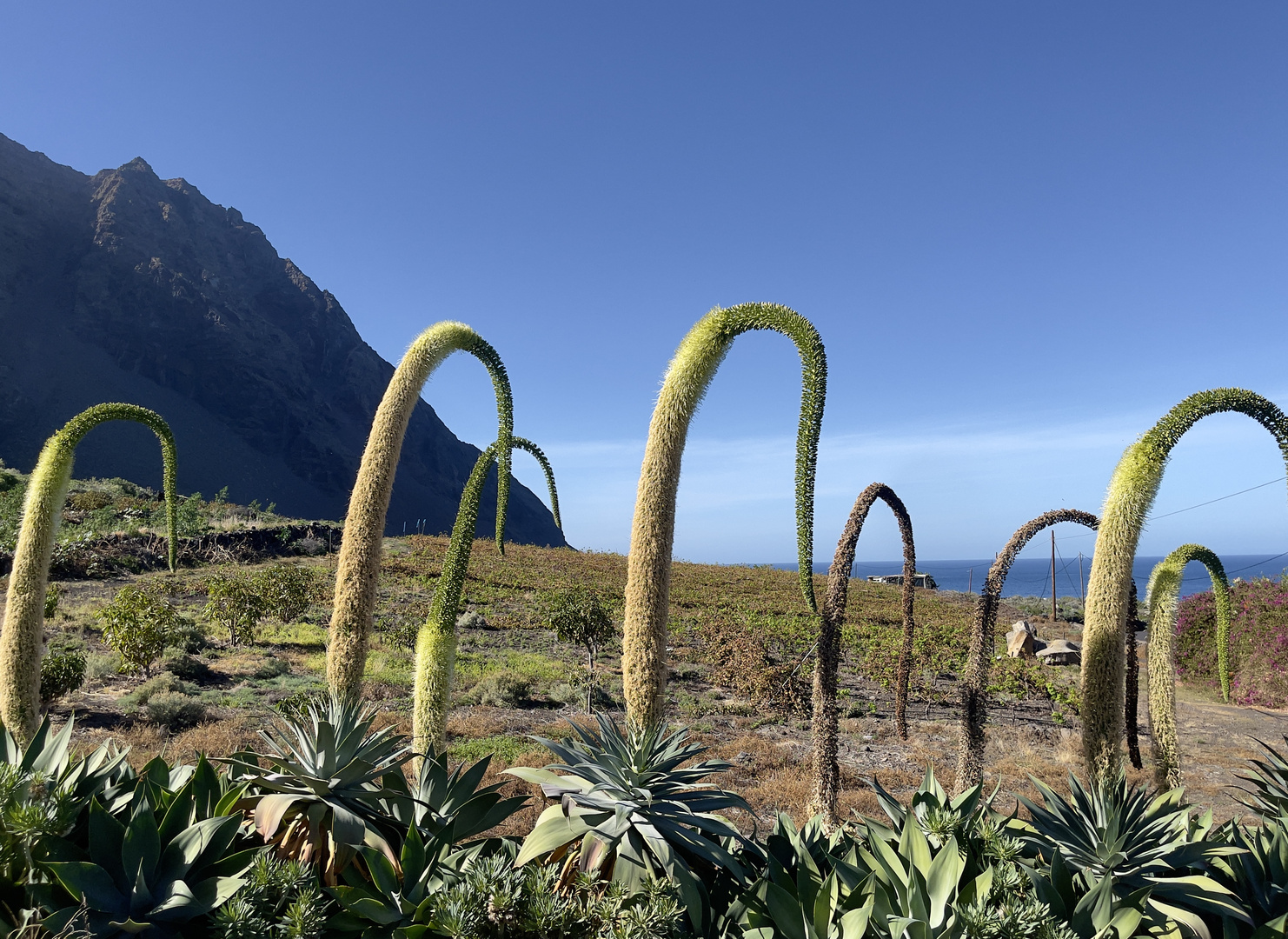 Blumen in El Hierro 