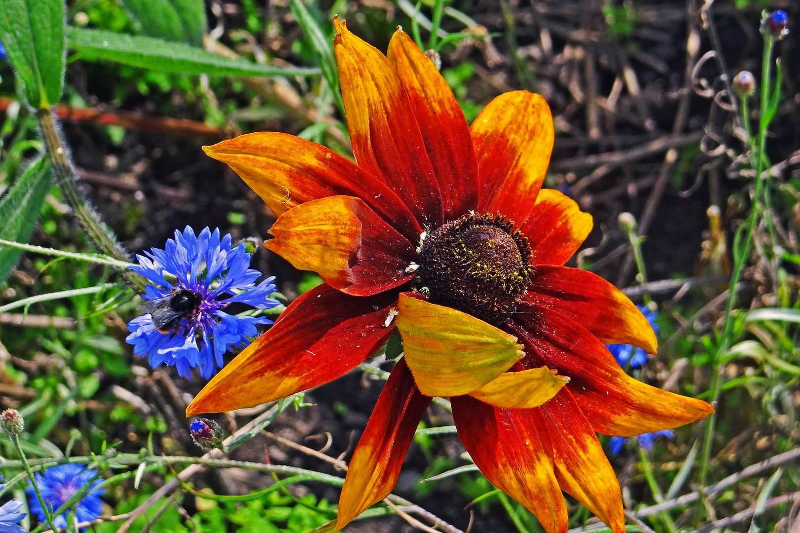 Blumen in Emils Garten