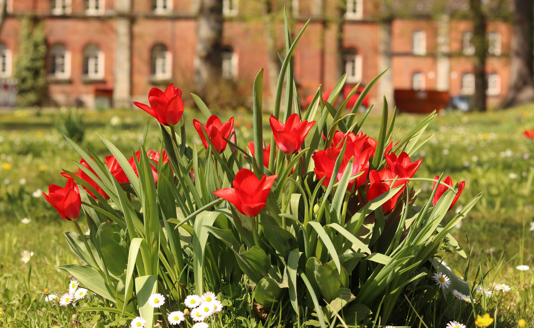 Blumen in Frühling