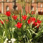 Blumen in Frühling