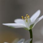 Blumen in Garten