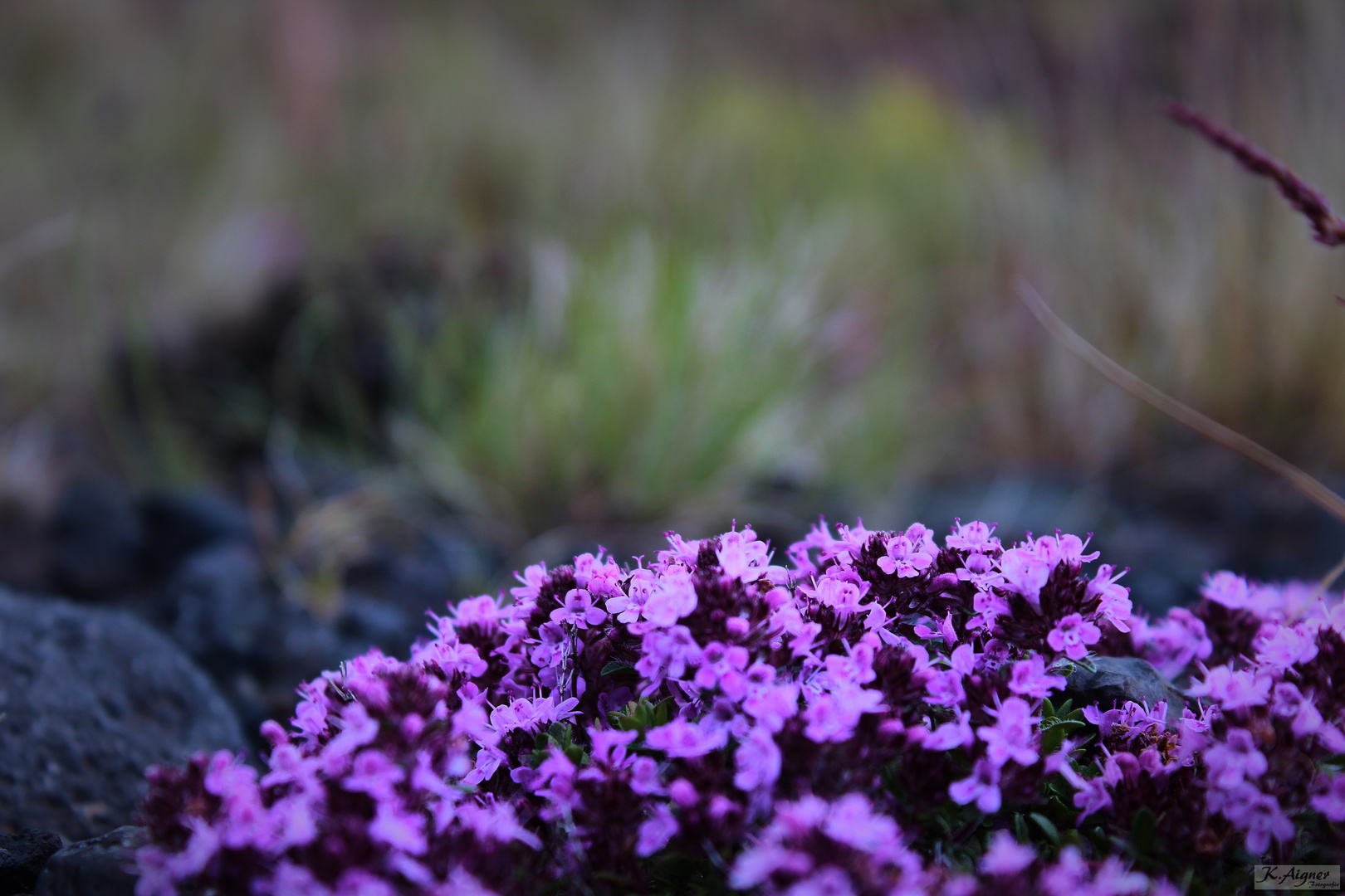 Blumen in Island 