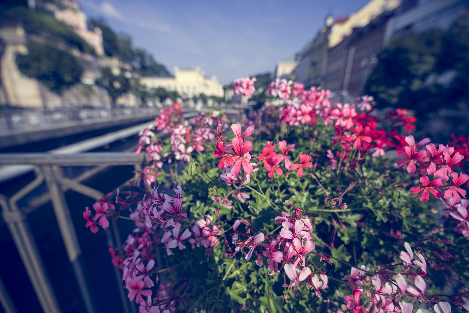 Blumen in Karlsbad