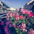 Blumen in Karlsbad