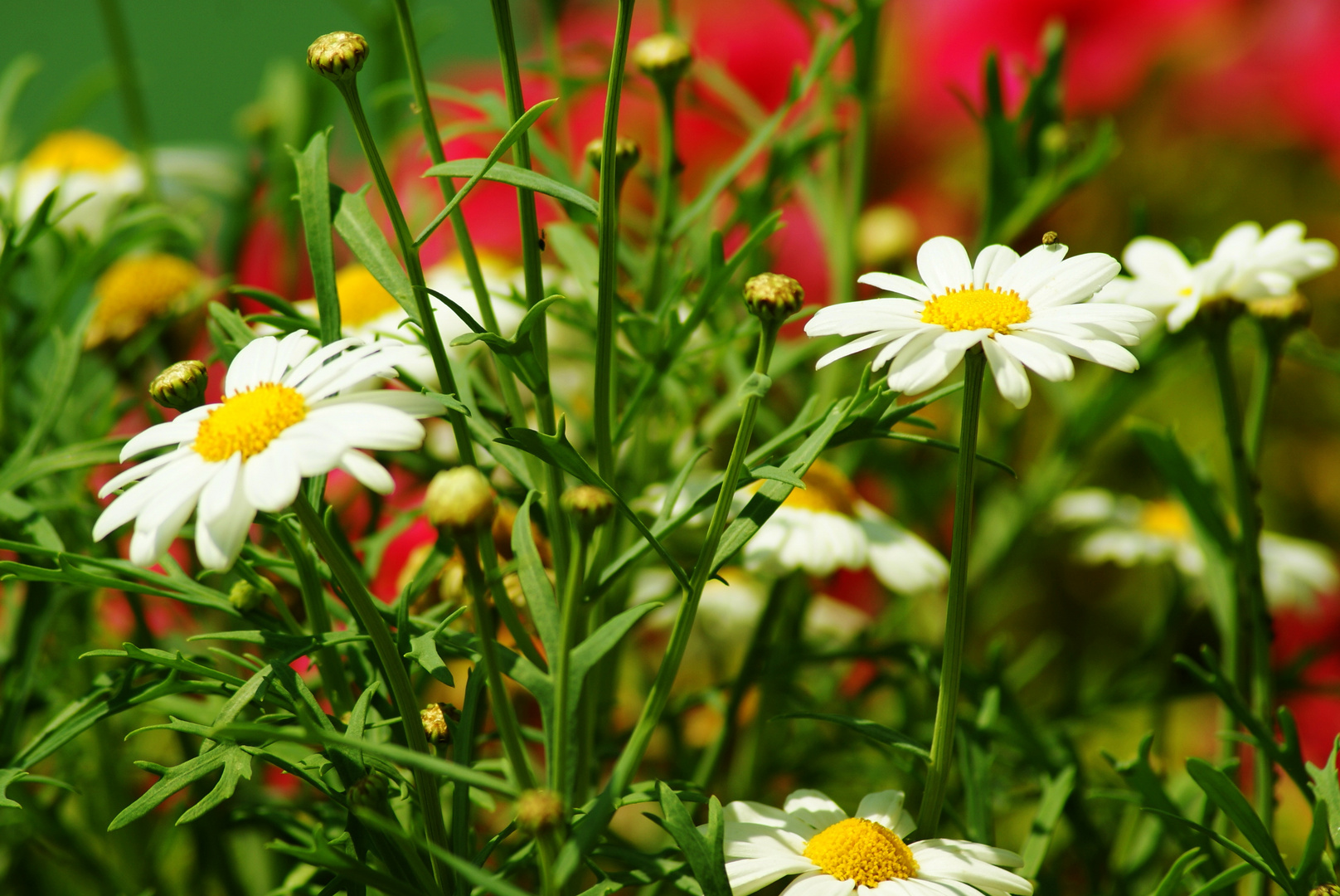 Blumen in Konstantz