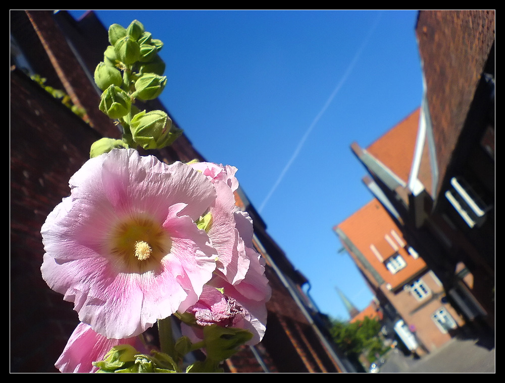 Blumen in Lüneburg