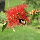 Blumen in Madeira I