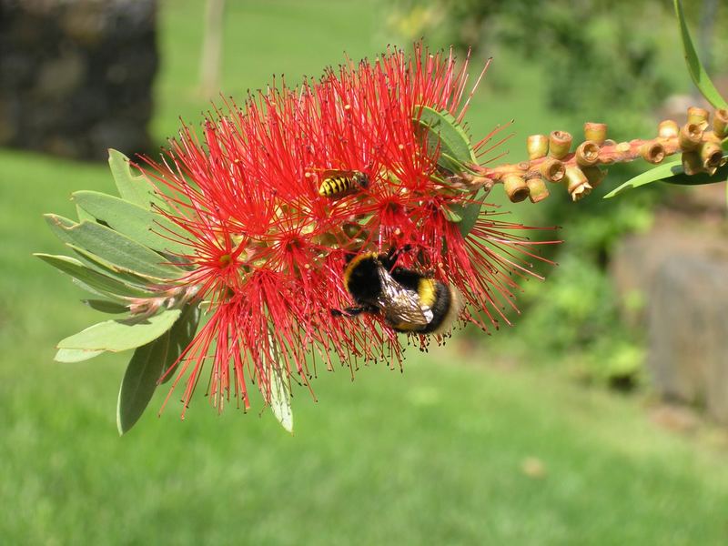 Blumen in Madeira I