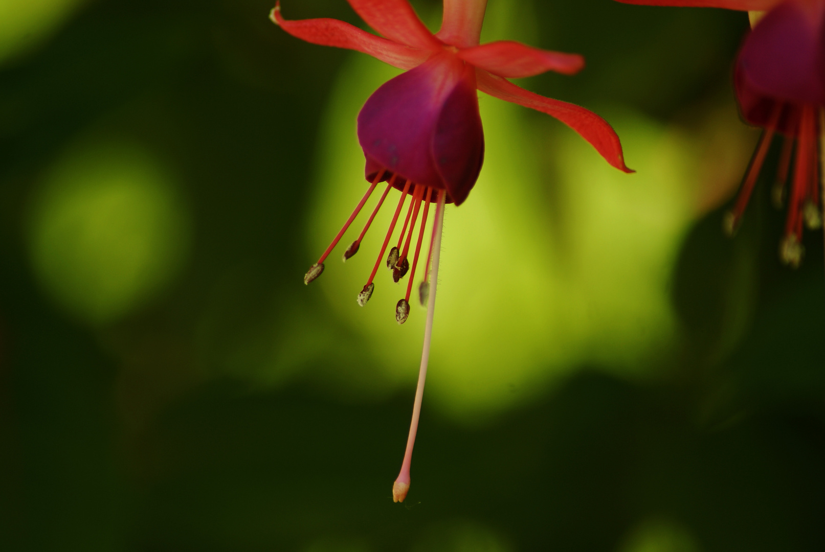 Blumen in Mainau