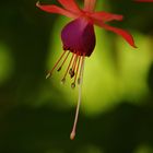 Blumen in Mainau