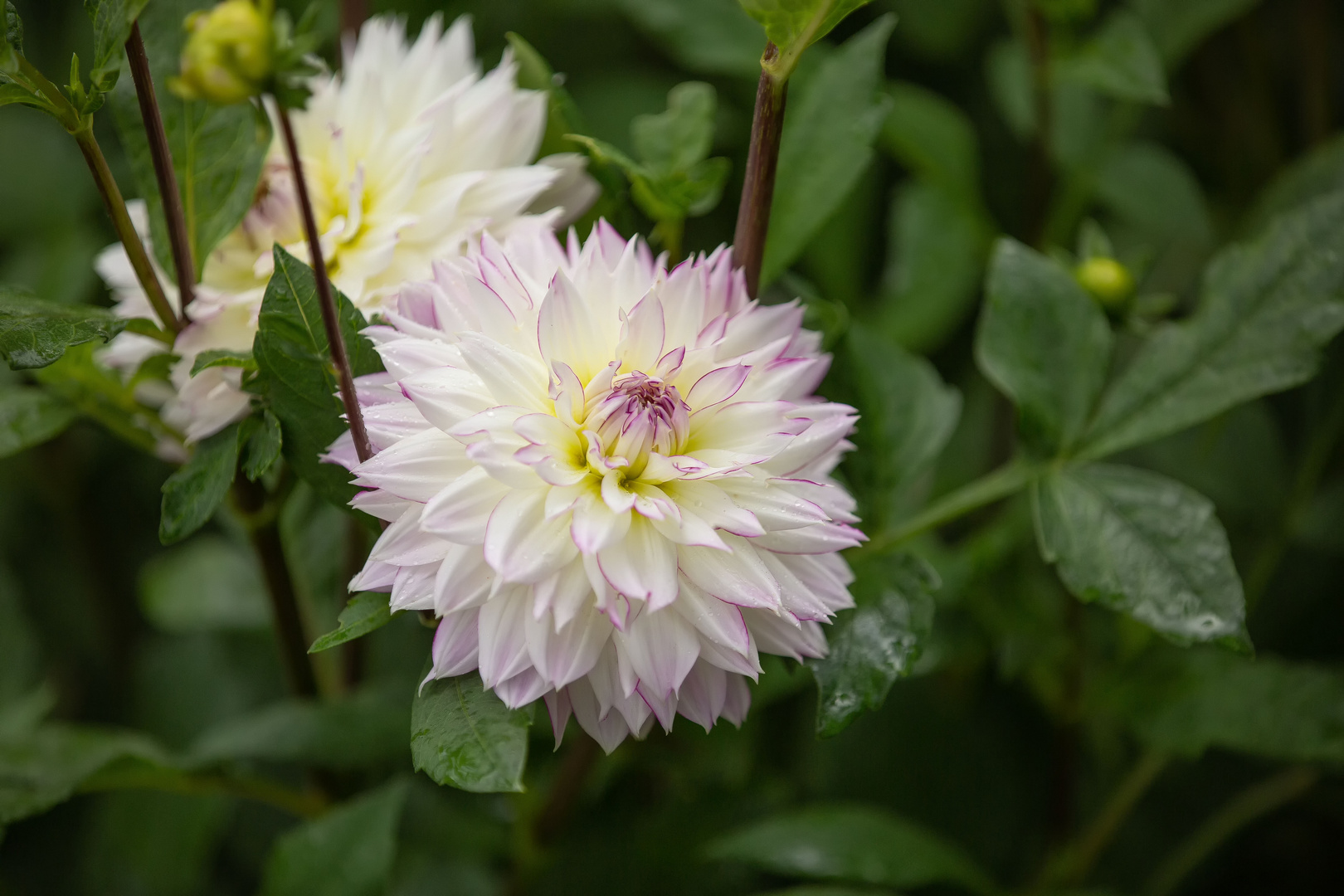 Blumen in meinem Garten