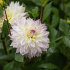 Blumen in meinem Garten