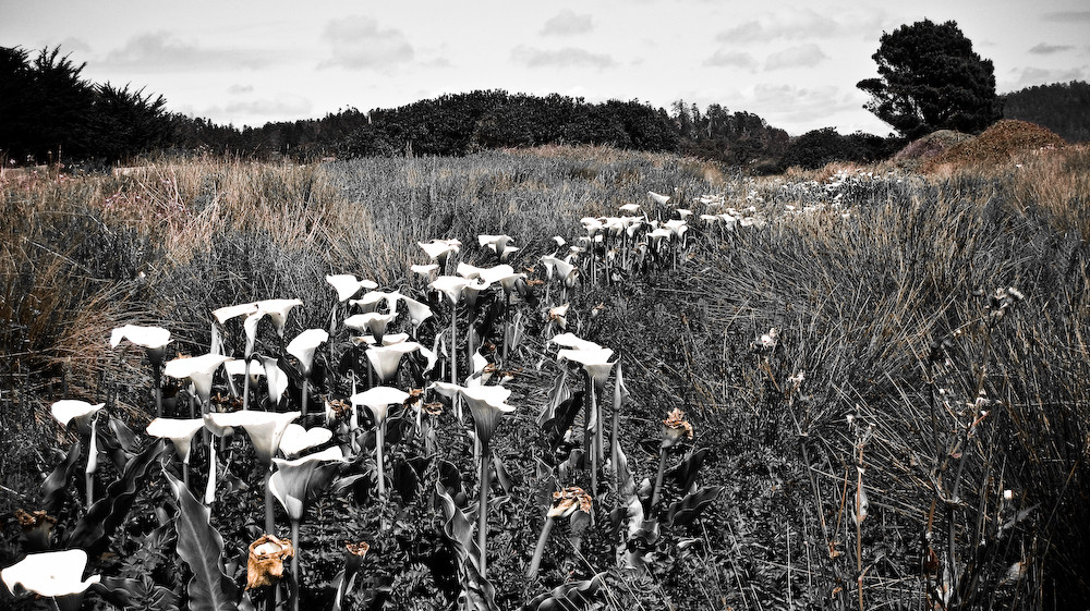 Blumen in Mendocino