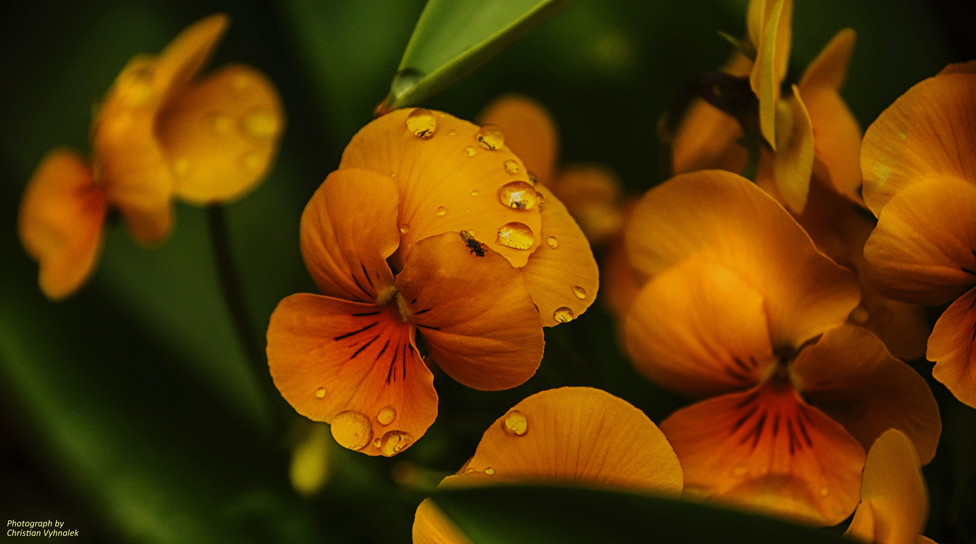 Blumen in Mutters Garten im Morgentau