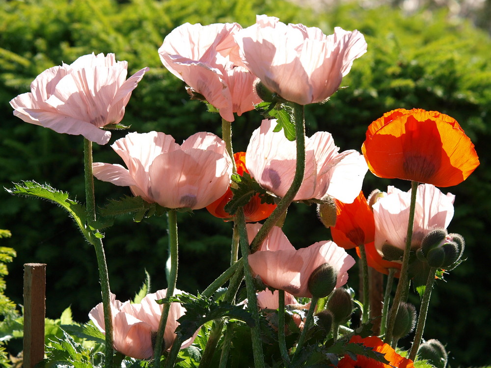 Blumen in Nachbars Garten