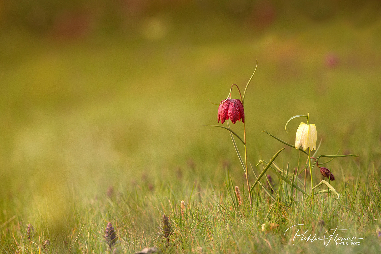 Blumen in Nachbars Garten (2)