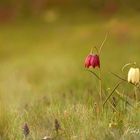 Blumen in Nachbars Garten (2)